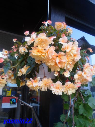 201  -2014 - 5-Begonia