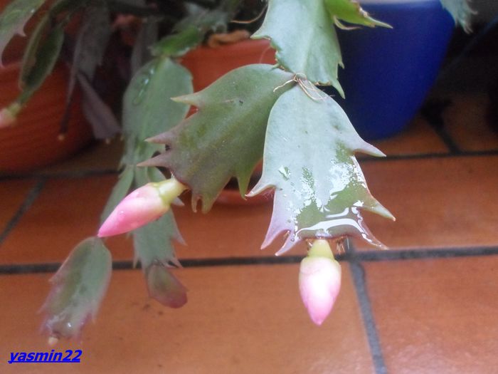 127  Sept.2014 - X-Schlumbergera