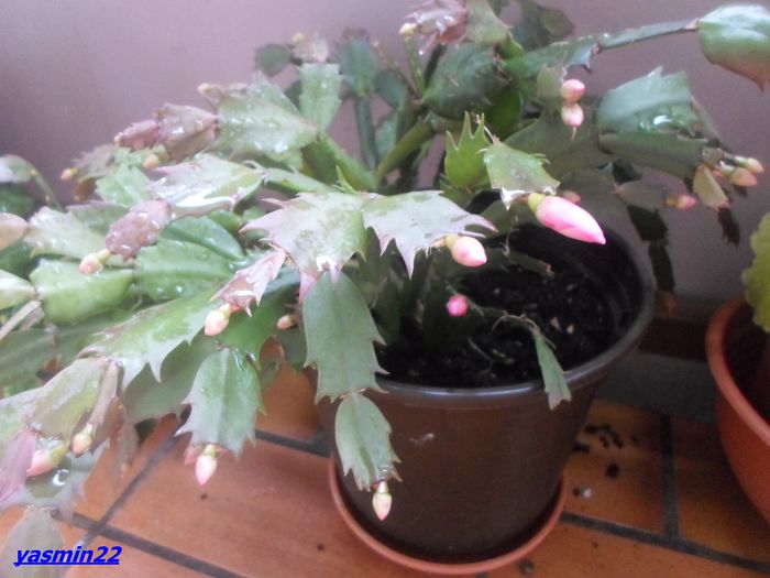 128  Sept.2014 - X-Schlumbergera