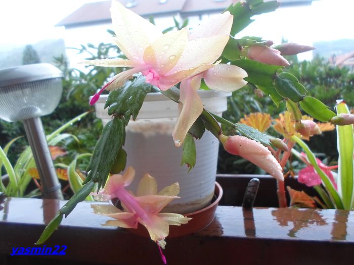 524  Sept.2014 - X-Schlumbergera