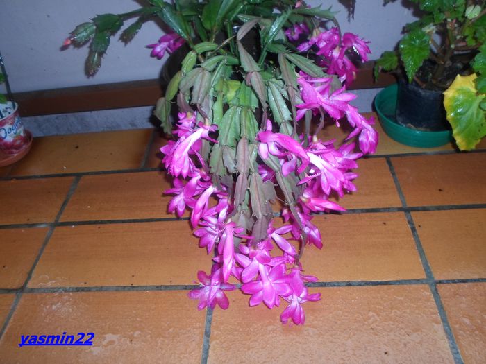 526  Sept.2014 - X-Schlumbergera