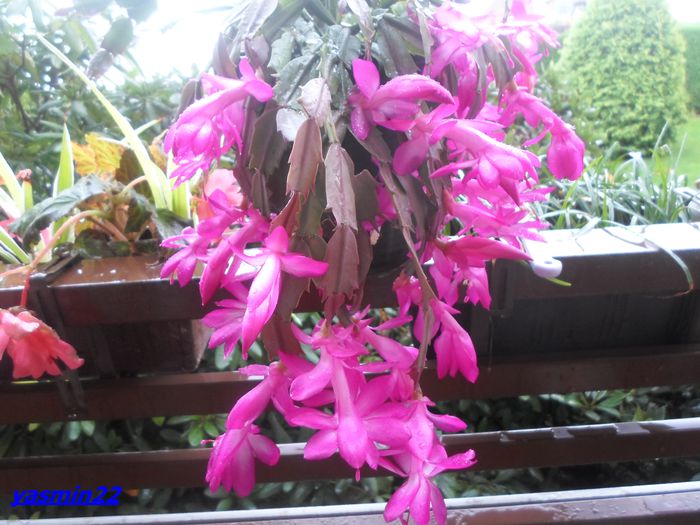 527  Sept.2014 - X-Schlumbergera