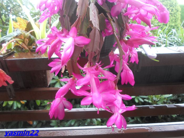 528  Sept.2014 - X-Schlumbergera