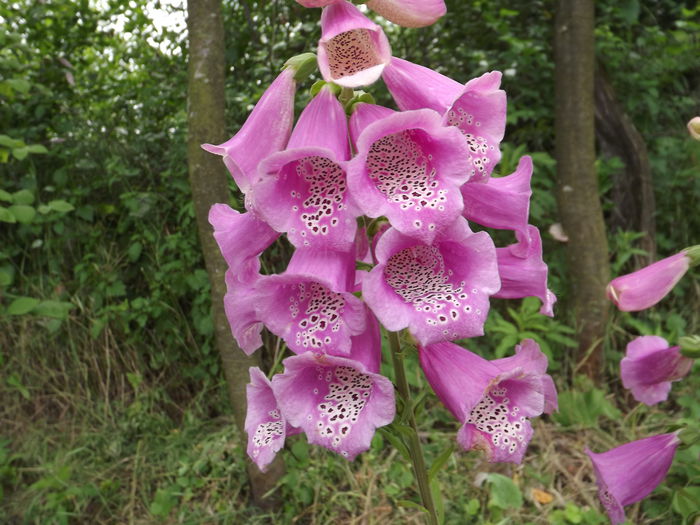 Digitalis - Flori amestec