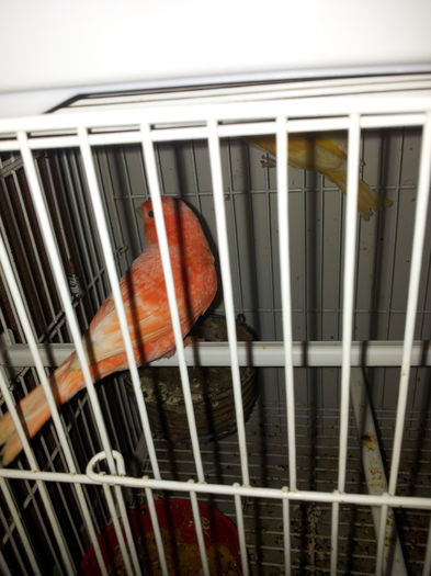20141001_100028 - A-Canari 2014