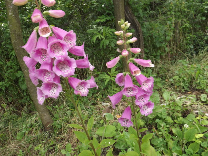 DSCF3083 - Flori amestec