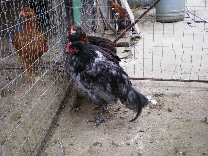 IMGP0147 - Australorp Albastru