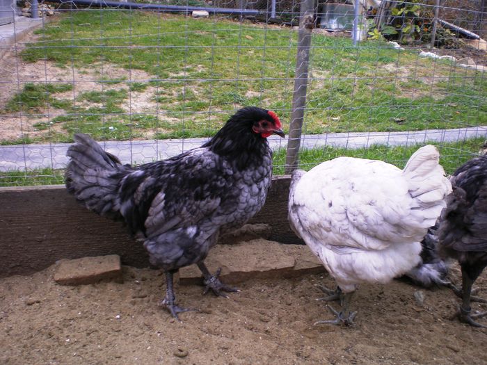 IMGP0114 - Australorp Albastru