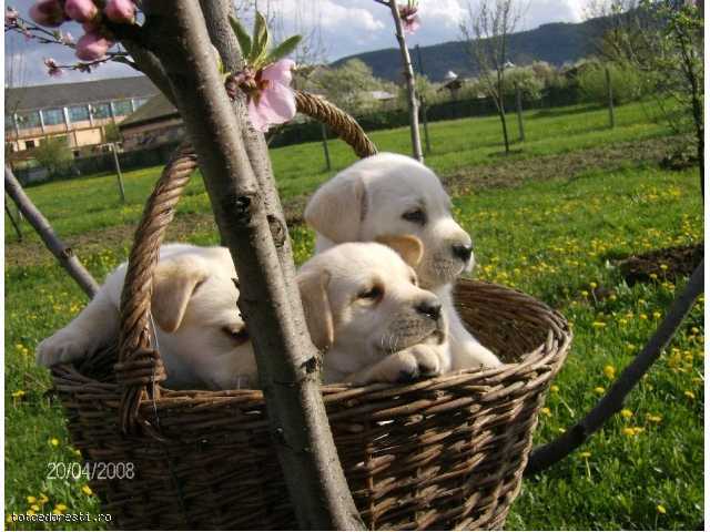 vand_catelusi_labrador_retriever_ - Catelusi dragutzi