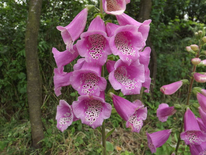 DSCF3085 - Flori amestec