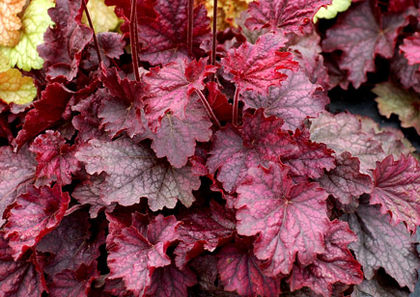 heuchera midnight bayou