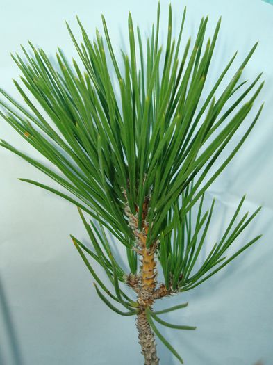 DSC04083 - Pinus thunbergii