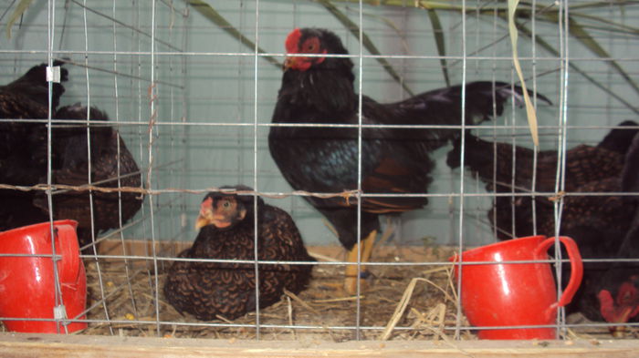 DSC06050 - 00 Expo INDAGRA 2014