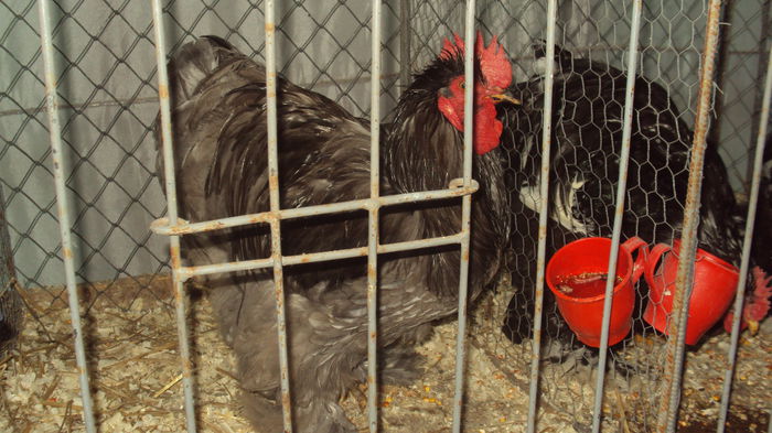 DSC06051 - 00 Expo INDAGRA 2014