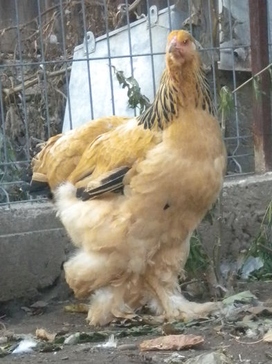 DSCN7678 - tineret 2014