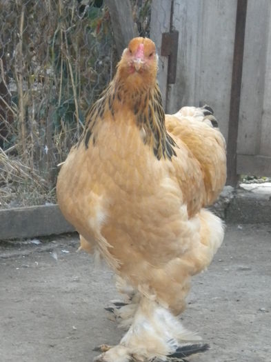 DSCN7696 - tineret 2014