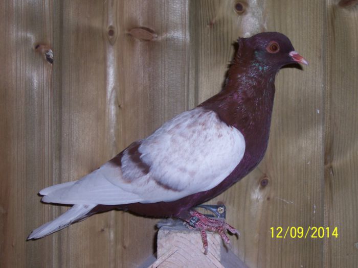 210 - Pt Admiratorii rasei 3