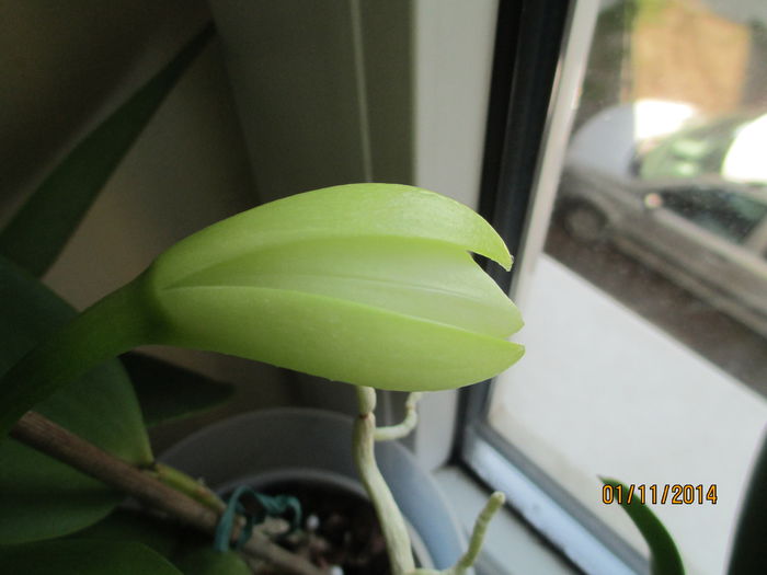 cattleya alba 2 2014.11.01 alt boboc