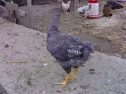 100487071_RNKZPBG3 - 3- Pui de gaina