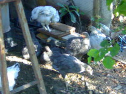 98840336_OQXZQCN3 - 3- Pui de gaina