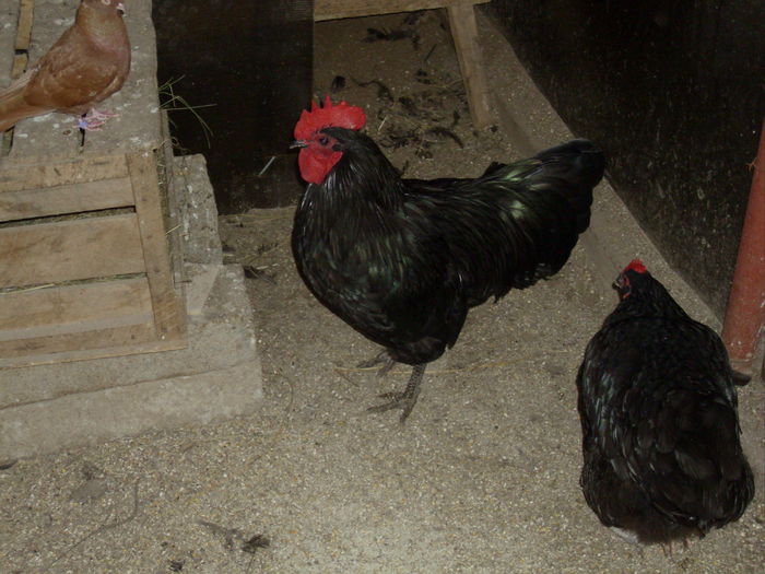 IMG_0726 - Z AUSTRALORP 2014