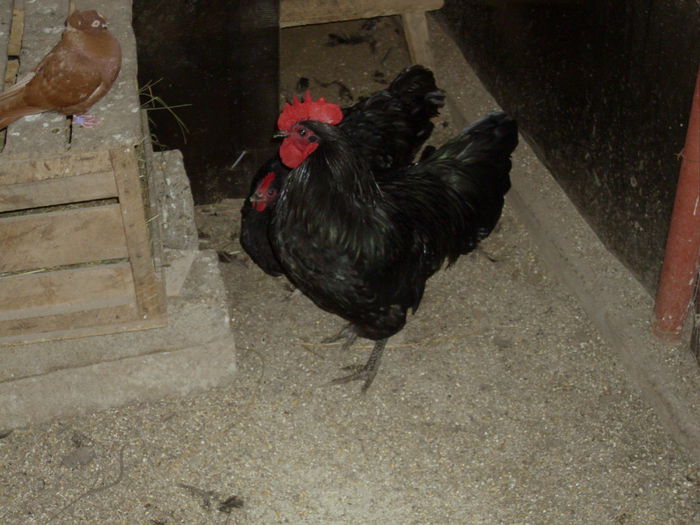 IMG_0727 - Z AUSTRALORP 2014