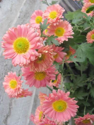 IMG_5941 - Crizanteme