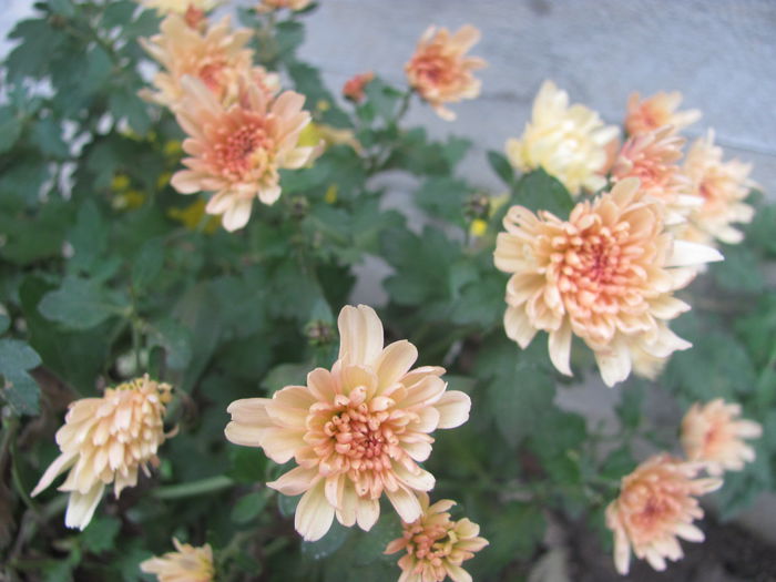 IMG_5944 - Crizanteme