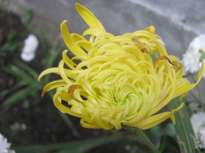 IMG_5946 - Crizanteme