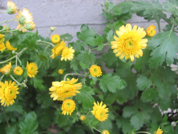 IMG_5948 - Crizanteme