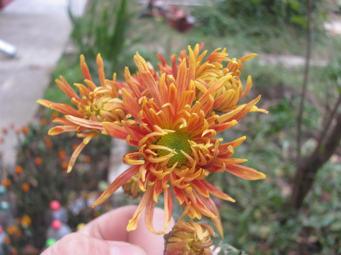 IMG_5952 - Crizanteme