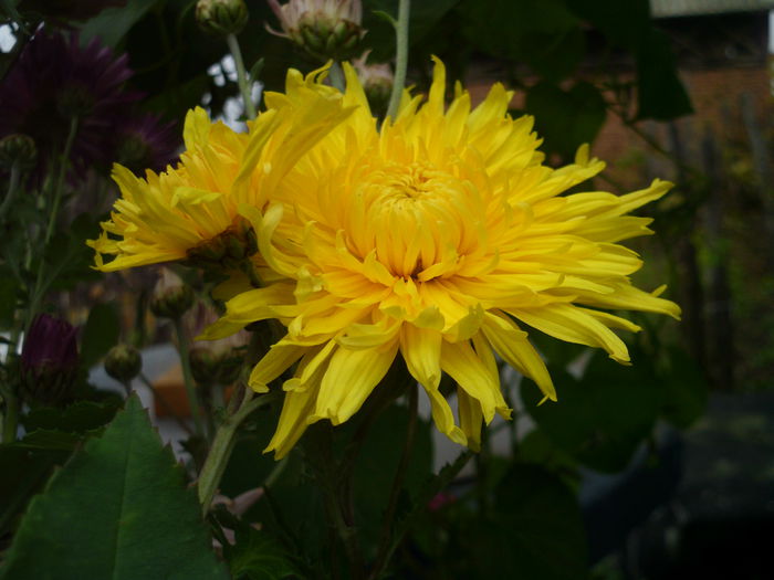 HPIM2141 - Crizanteme