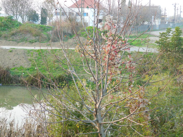 DSCN2439 - SANTIER IN LUCRU