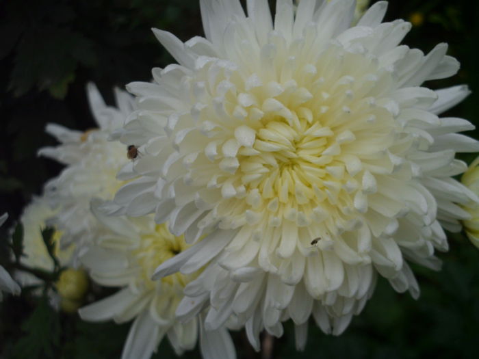 HPIM2268 - Crizanteme
