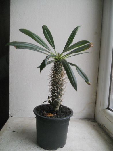 Pachypodium Lamerei - 16--Plante