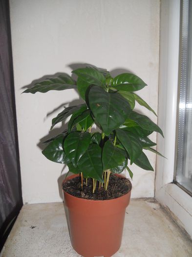 Arbore de cafea (Coffea Arabica) - 16--Plante
