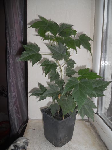 Abutilon - 16--Plante