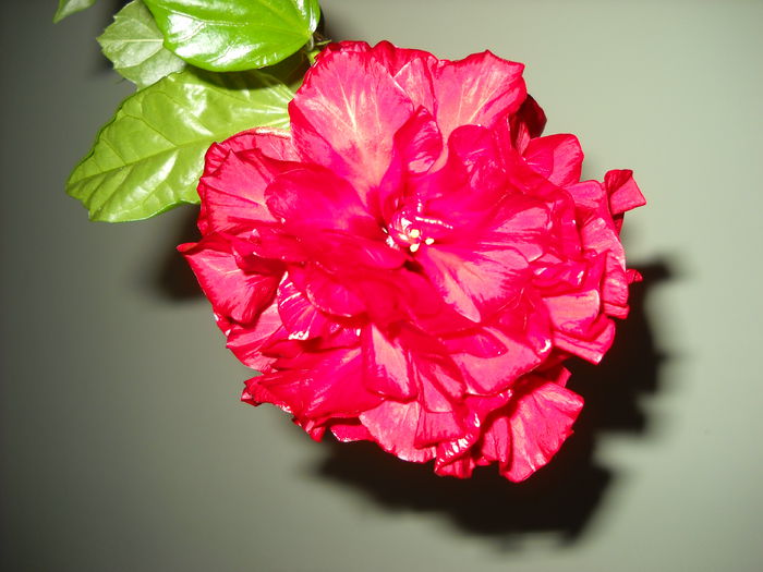 20.10.014 - HIBISCUS- 2014