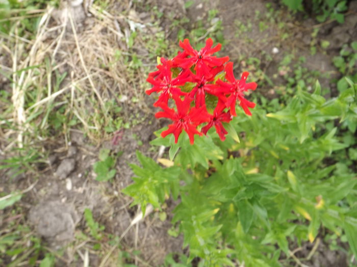 Lychnis haageana - Flori amestec