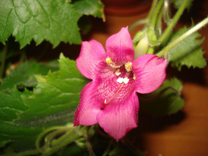 DSC09223 - FLORI 2014