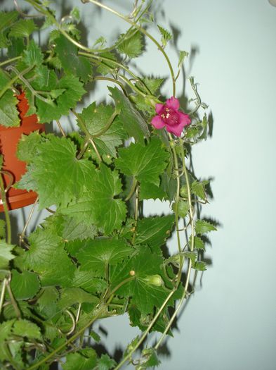 DSC09225 - FLORI 2014