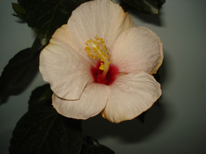 DSC09208 - FLORI 2014