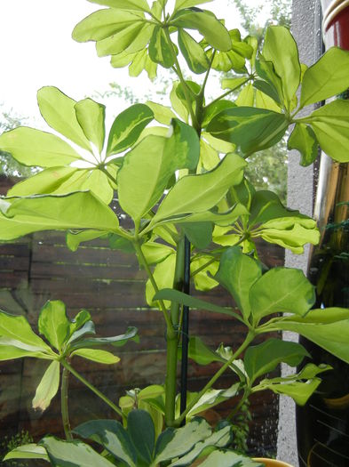 Schefflera Variegata (2014, May 30)