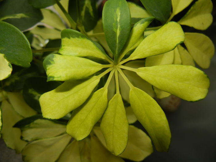 Schefflera Variegata (2014, May 30) - Schefflera Variegata