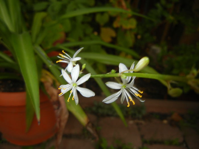 Green Spider Plant (2014, Oct.22)