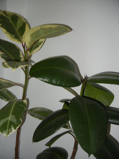 Ficus Trees (2014, October 26); Ficus elastica Tineke & Ficus elastica.
