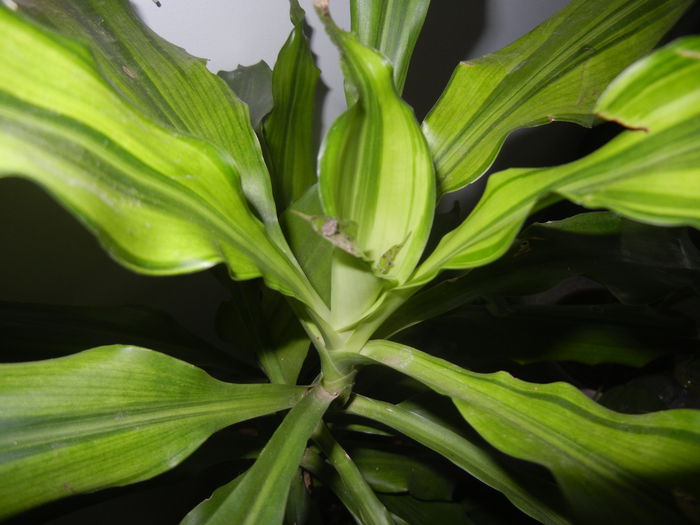 Dracaena Yellow Coast (2014, Oct.26) - Dracaena fr Yellow Coast