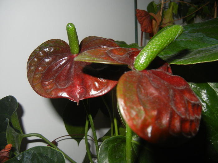 Anthurium Black Queen (2014, Oct.26) - Anthurium Black Queen