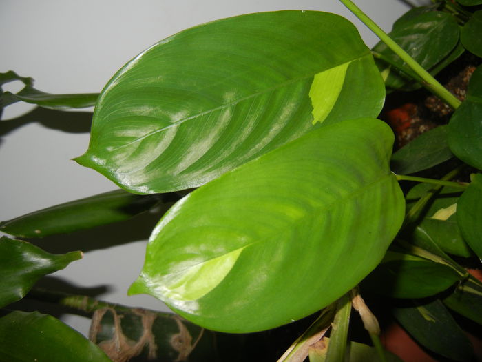 Calathea oppenheimiana (2014, Sep.26) - Calathea Oppenheimiana