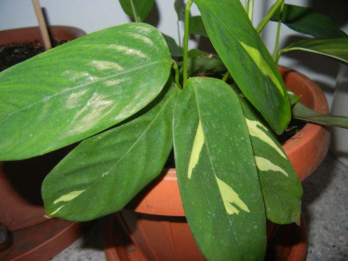 Calathea oppenheimiana (2014, Sep.26)